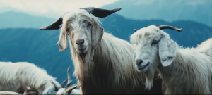 pashmina-goats
