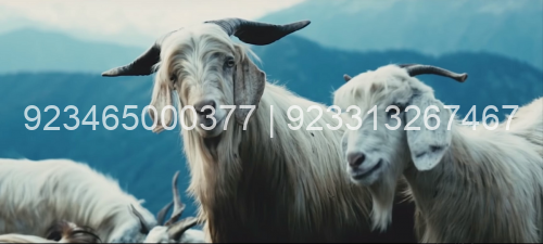 pashmina goats e1601210718763 You are currently viewing Symbol of luxury and elegance